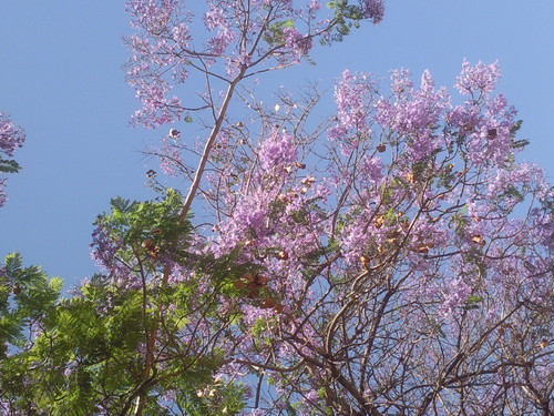 Foto original de DAPL - Esplendor da Primavera  2105.jpg