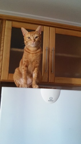 20170809_084355.jpg 20170809_084355.jpg