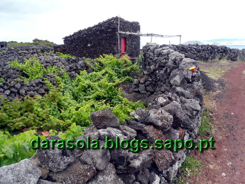 azores_pico_criacao_velha_23.JPG
