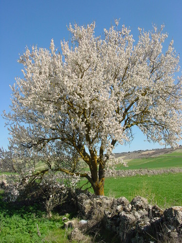 AMENDOEIRA.jpg