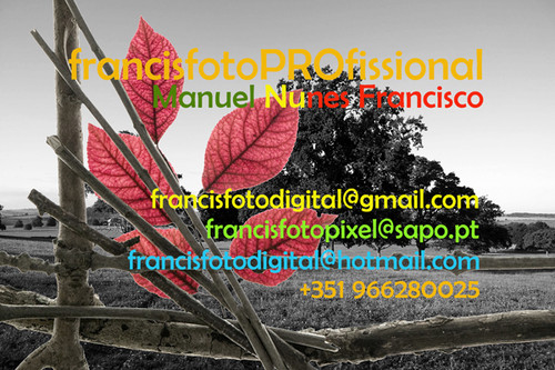 francisfotoPROfissional.jpg