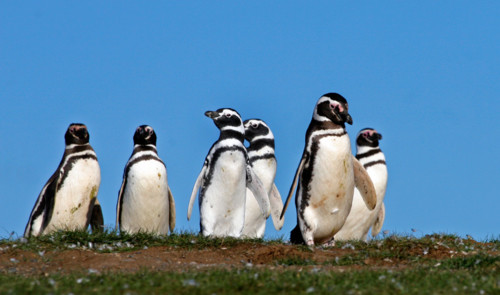 Pinguim de Magalhães Pinguim de Magalhães