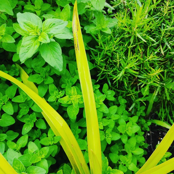 175290044_2000718730067878_1682266826627932833_n.j