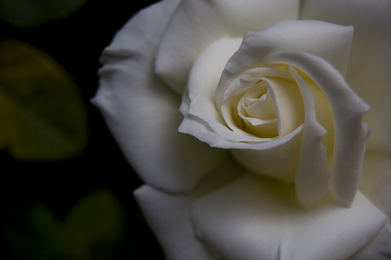 rosa branca.jpg