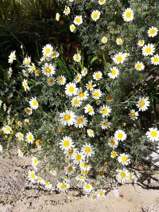 Bem me queres. Foto original. 2021. 04. pg