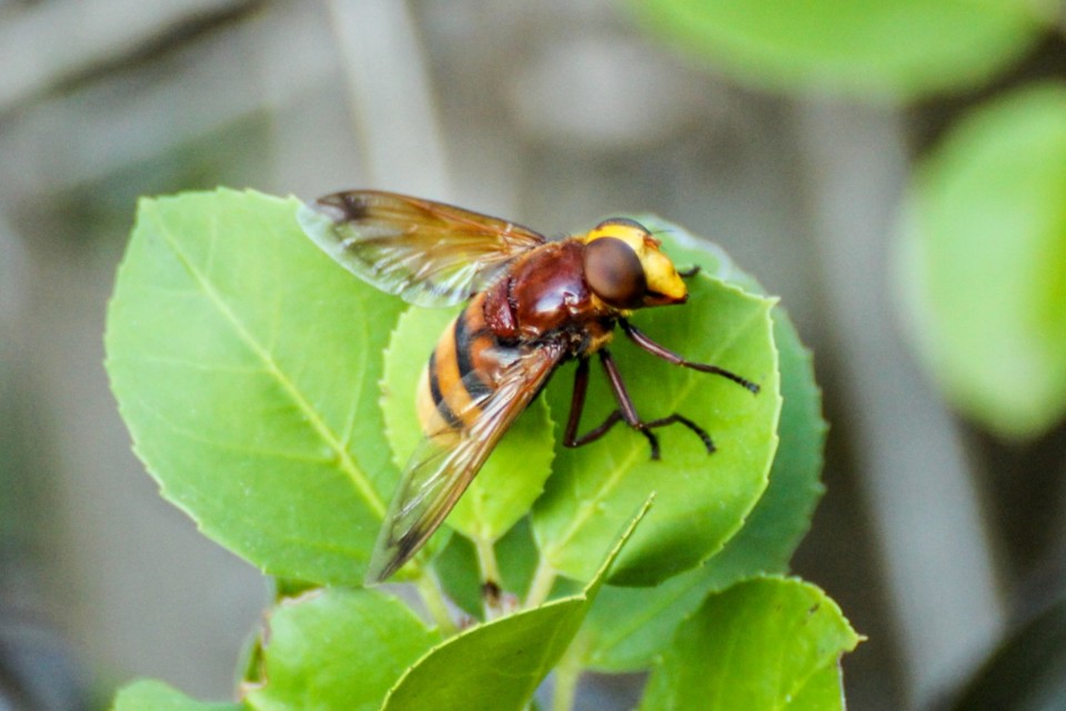 volucella zonaria 4.jpg
