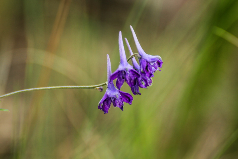delphinium pentagynum 10.jpg