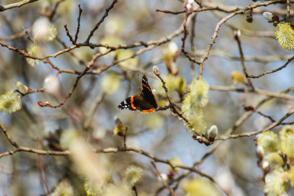 vanessa atalanta 2.jpg