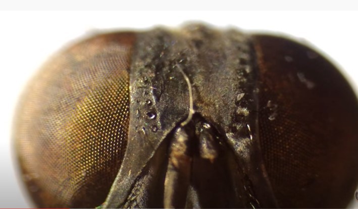 Olho complexo do gafanhoto.jpg