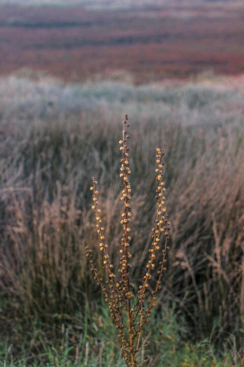 lagoa_de_obidos 5.jpg