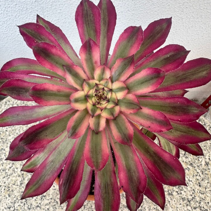 aeonium-mardi-gras-2.jpg
