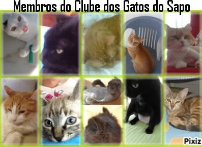 Os gatos é que mandam em nós! - Clube de Gatos do Sapo