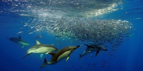 Fundo do mar-Açores.jpg