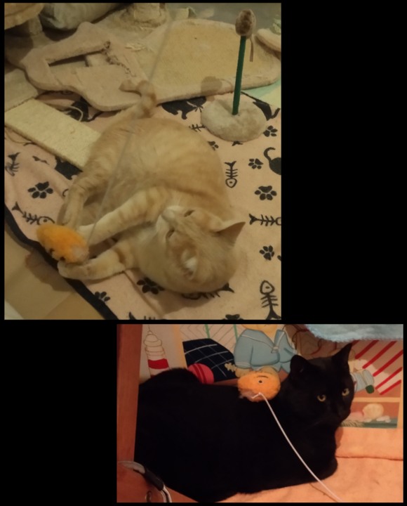 20211209 Maldenkas.png