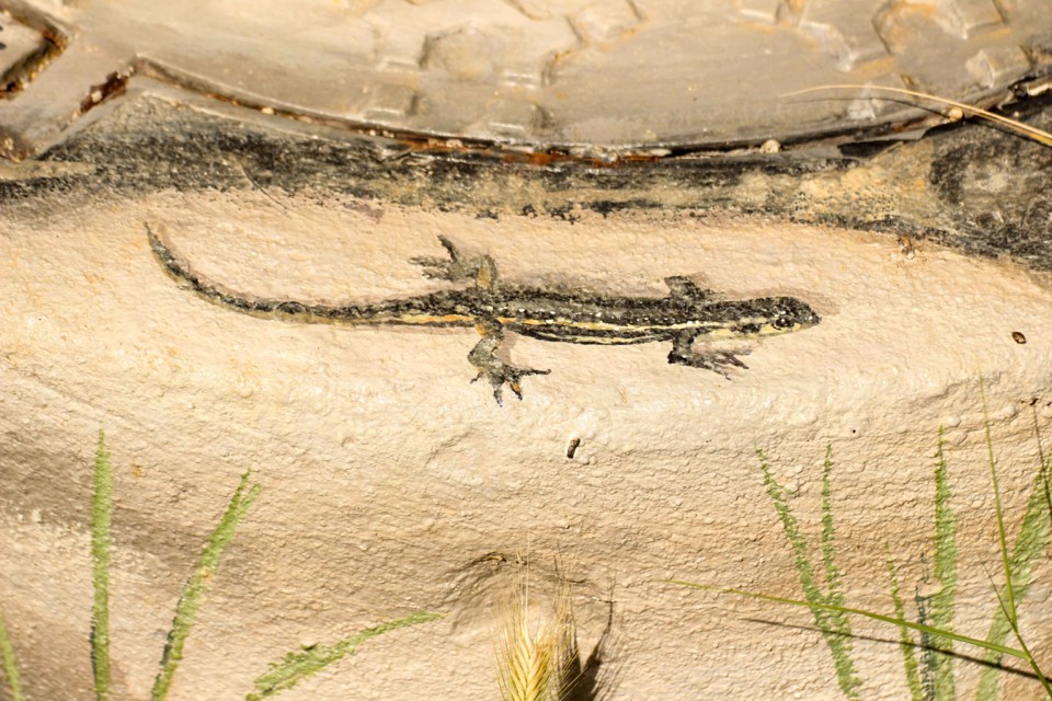 trilho das vinhas-34.jpg