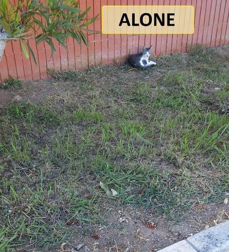 alone.jpg