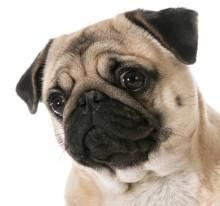 Wikipug.jpg