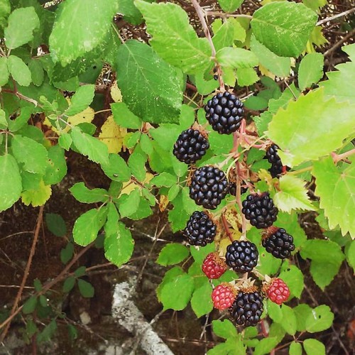 11924248_10200780341747207_4667286472583492065_n.j