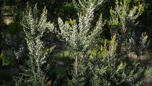 DSC08814.jpg DSC08814.jpg