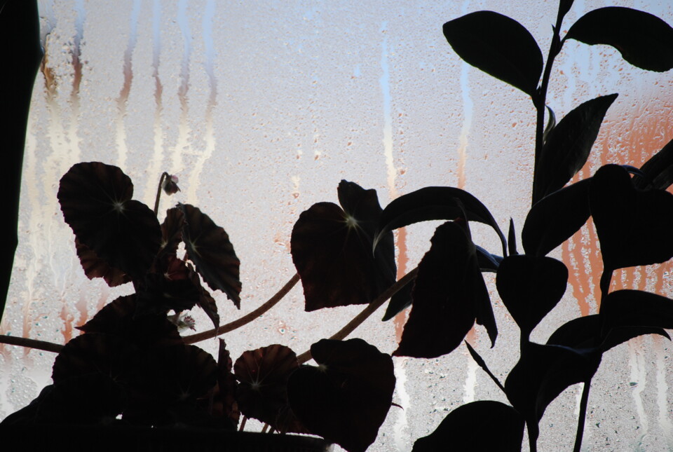 contra luz DSC_0267.JPG