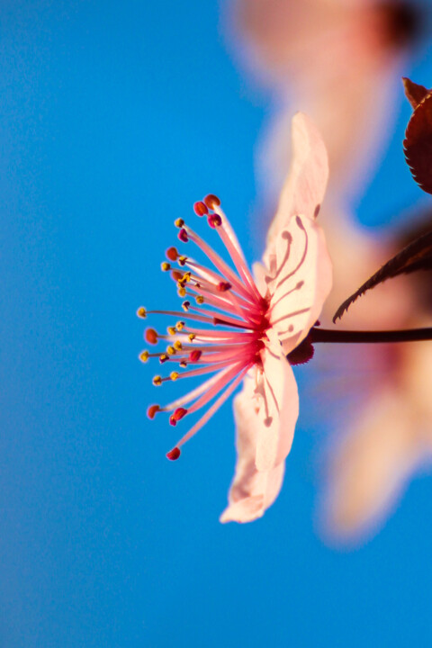 ameixeira-de-jardim 8.jpg