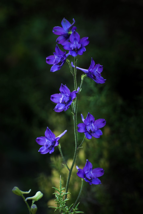delphinium pentagynum 15.jpg