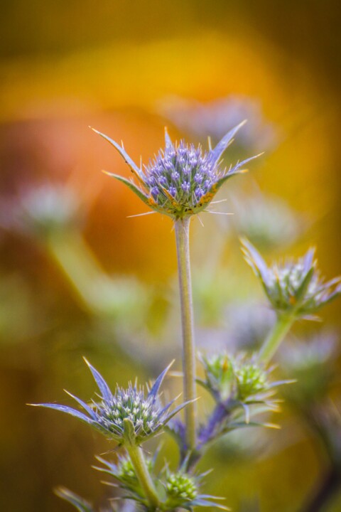 montachique 11 a.jpg