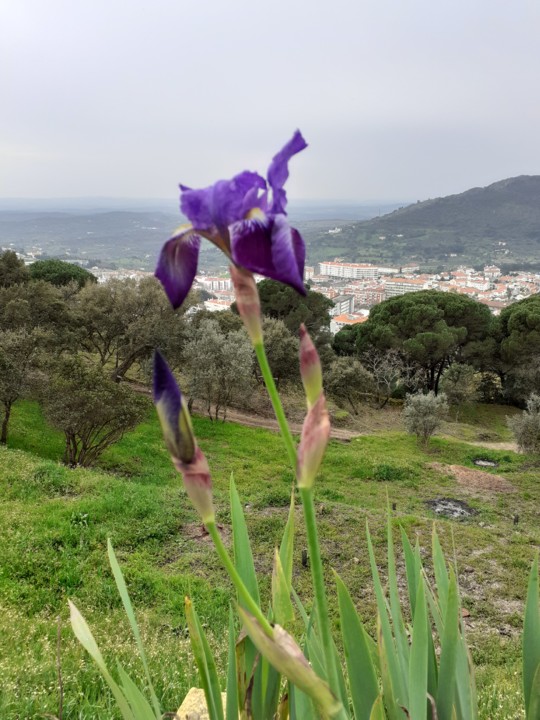 Lírio roxo e Cidade. Foto Original. 2021.03.05.jpg