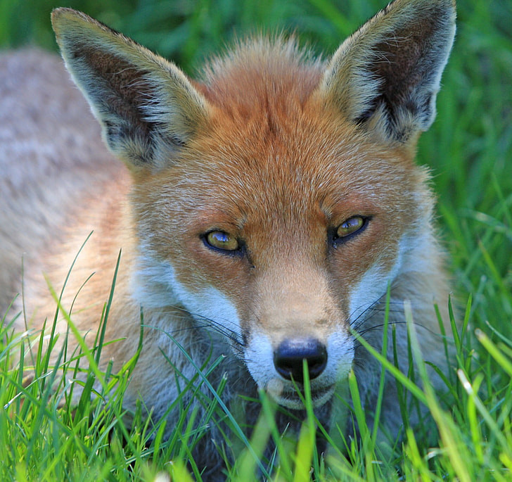 fox-red-fox-red-close-up-preview.jpg