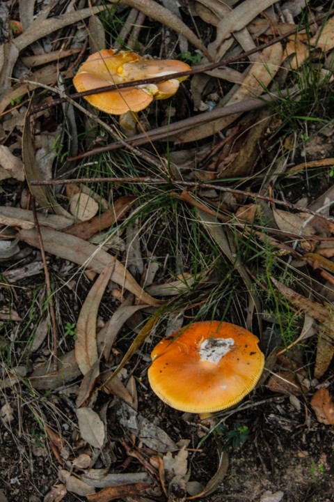 amanita caesarea 5.jpg amanita caesarea 5.jpg