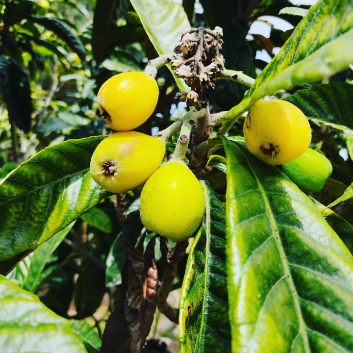 277465686_2275348722604876_1396912818025543827_n.j