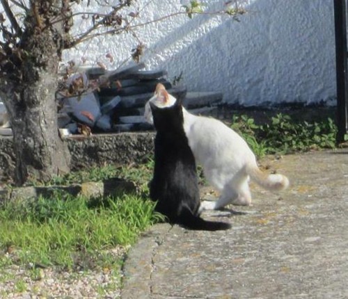 23622459_708140492719755_3750663971770776548_n.jpg 23622459_708140492719755_3750663971770776548_n.jpg