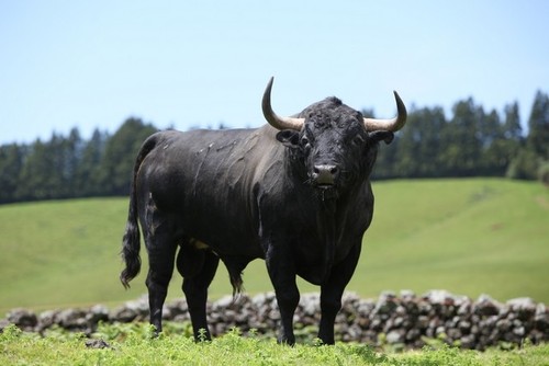 Um toiro nas paisagens terceirenses...