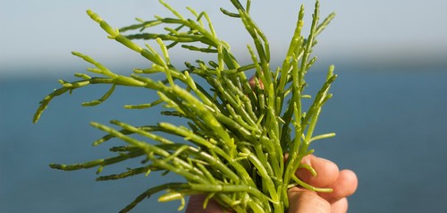 Salicornia_1-1250x596.jpg