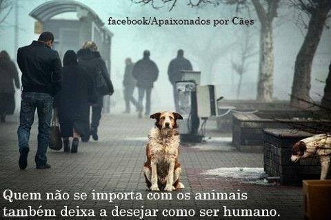 animais3.jpg animais3.jpg