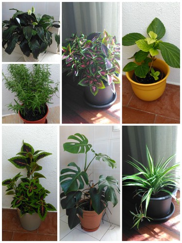 Plantas.jpg