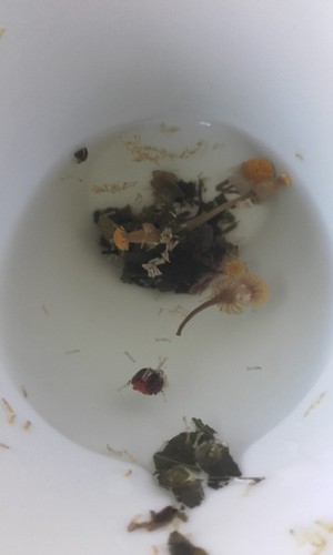 12471330_10208576516589233_4336830574206663948_o.j