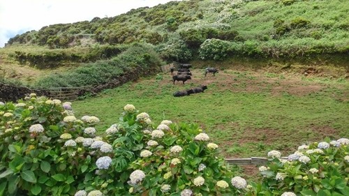 Ilha Terceira-ganadaria de bravo.jpg