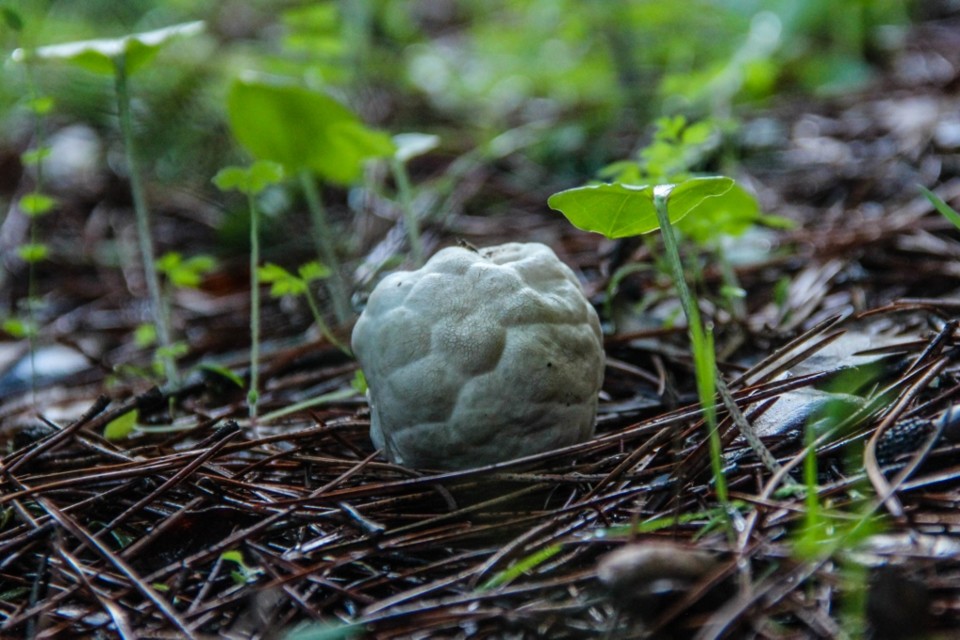 Clathrus ruber 5.jpg Clathrus ruber 5.jpg