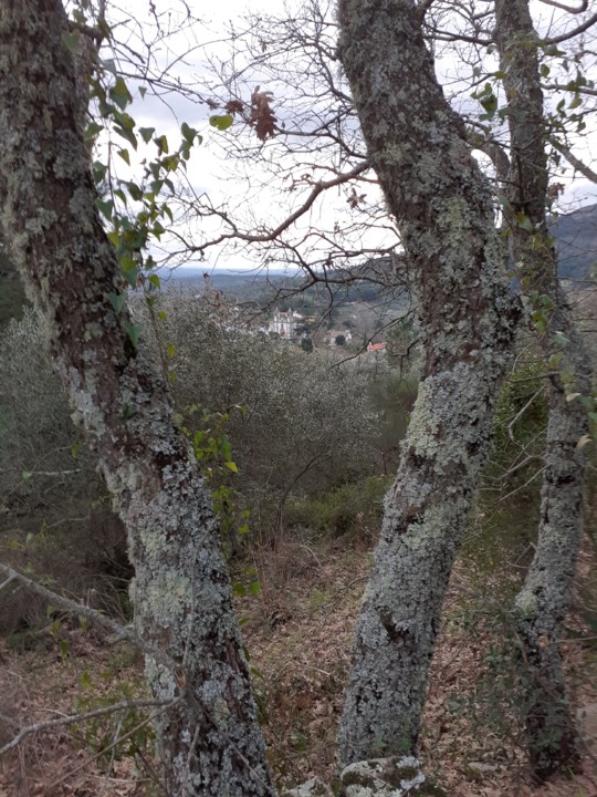 Carvalhais e Bonfim. Foto original. 2021. 01. jpg