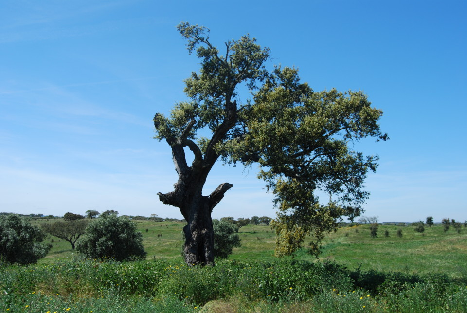 fb_IzBVUIdBAruzG1CE3sZb