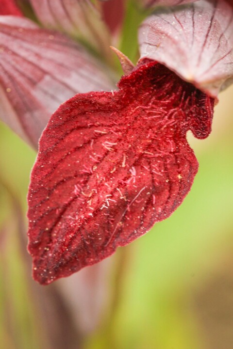 serapias cordigera 4.jpg