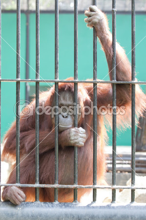 Orangutan-in-captivity.jpg