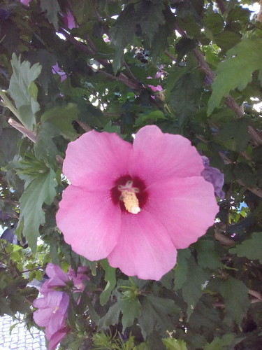 IMG original DAPL 2016.jpg IMG original DAPL 2016.jpg