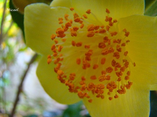 113 - C. Espécie CHRYSANTHA - CAMÉLIAS - Flores de Inverno