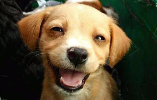 sorriso-cachorro02.jpg