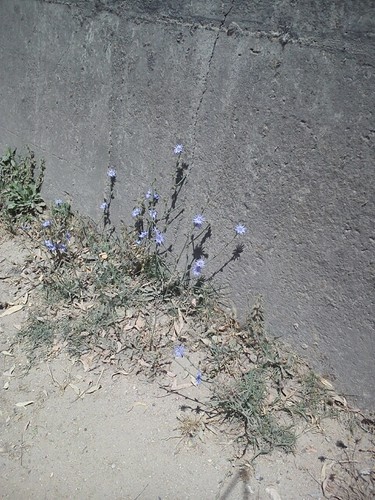 HSF-Primavera em flor.jpg