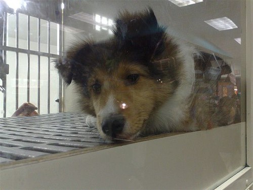 collie em loja.jpg collie em loja.jpg