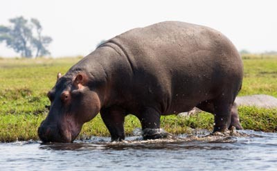 Hipopotamo.jpg