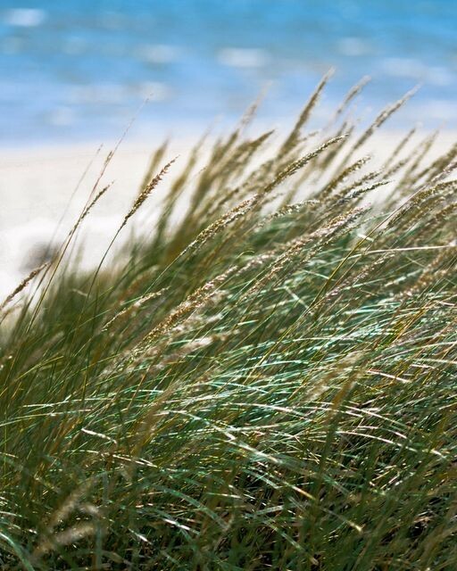 Será que O vento conhece o meu nome?.jpg